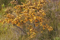 Pultenaea rostrata