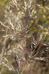 Pentameris eriostoma