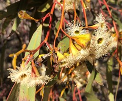 Eucalyptus calycogona