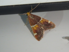 Pyralis kacheticalis