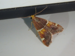 Pyralis kacheticalis