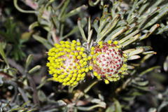 Leucospermum tomentosum