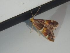 Pyralis kacheticalis