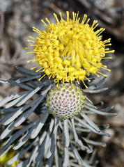 Leucospermum tomentosum