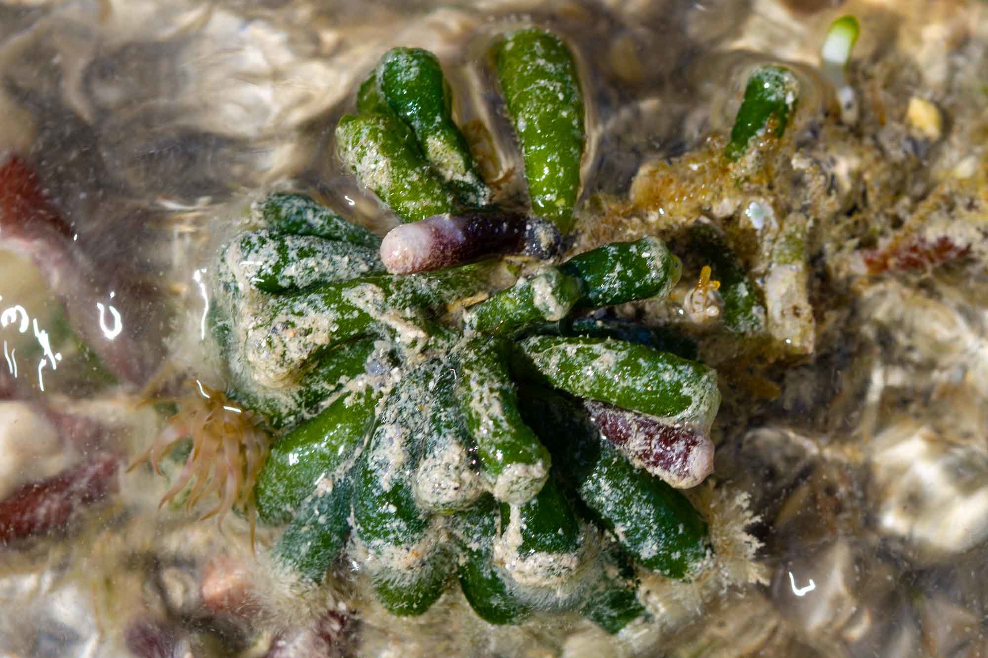 Bornetella oligospora