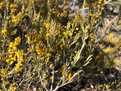 Acacia lineata
