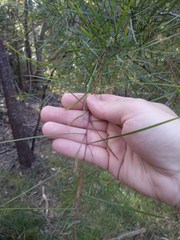Acacia longissima