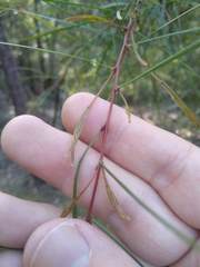 Acacia longissima