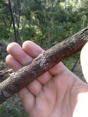 Acacia longissima
