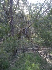 Acacia longissima