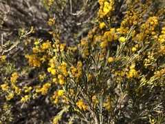 Acacia lineata