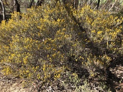 Acacia lineata
