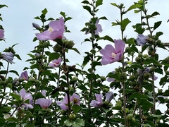 Hibiscus syriacus