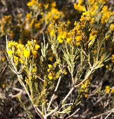 Acacia lineata