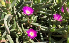 Carpobrotus modestus