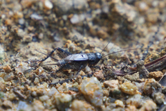 Loxoblemmus equestris