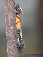 Bibio hortulanus