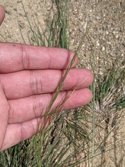 Aristida chinensis