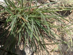 Eragrostis pilosissima