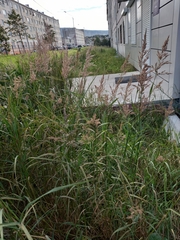 Calamagrostis purpurea