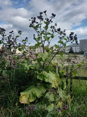 Arctium tomentosum