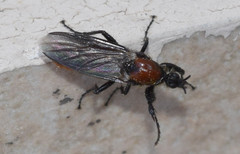 Bibio hortulanus