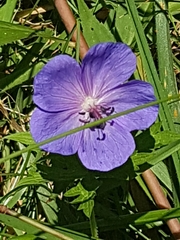 Geranium pratense