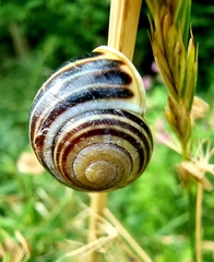 Cepaea hortensis