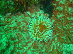 Pseudactinia flagellifera
