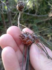 Cylindrococcus spiniferus