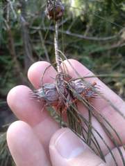 Cylindrococcus spiniferus