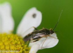 Plagiognathus obscurus