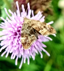 Anthophila fabriciana
