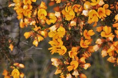 Pultenaea rostrata