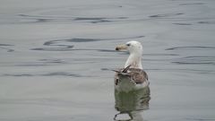Larus dominicanus