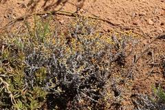 Helichrysum cylindriflorum