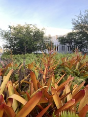 Aechmea blanchetiana