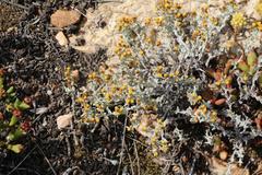 Helichrysum cylindriflorum