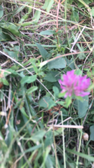 Trifolium medium