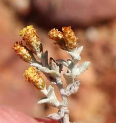 Helichrysum cylindriflorum