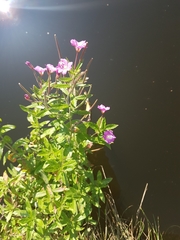 Epilobium hirsutum