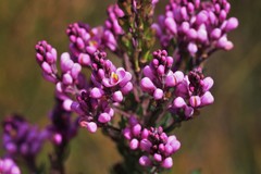 Comesperma ericinum