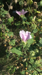 Malva thuringiaca