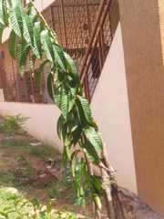 Neolamarckia cadamba