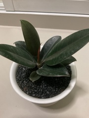 Ficus elastica
