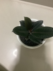 Ficus elastica