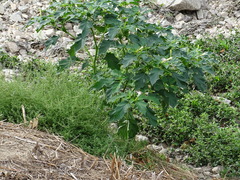 Datura stramonium
