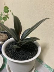 Ficus elastica