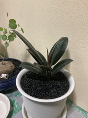 Ficus elastica