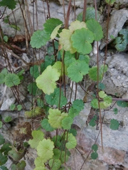 Glechoma hederacea